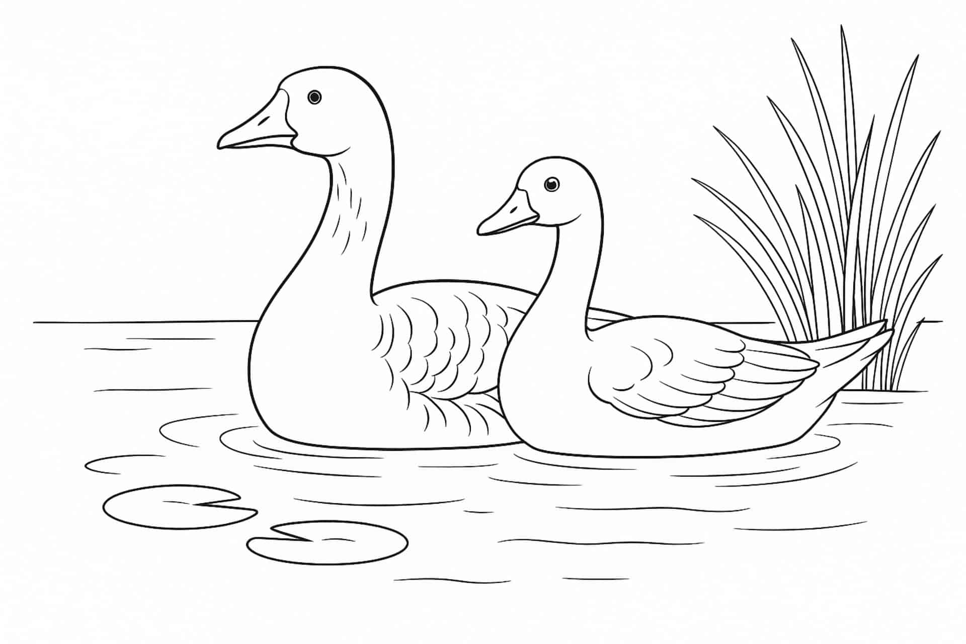 Bauernhoftiere Ausmalbild ab 11 Jahre - Gänsepaar am Teich