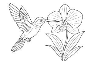 Vögel Ausmalbild ab 11 Jahre - Kolibri an einer Orchidee