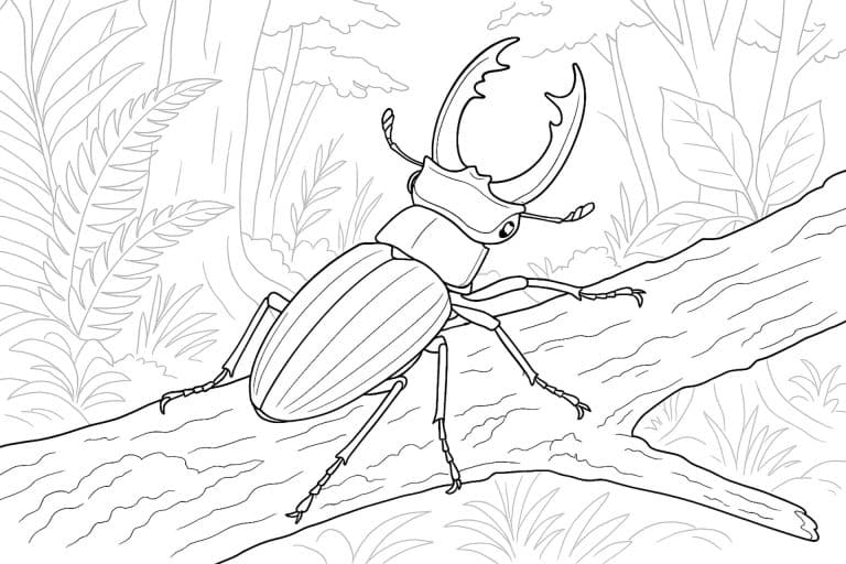 Käfer auf einem Ast im Wald – Ausmalbild ab 8 Jahren