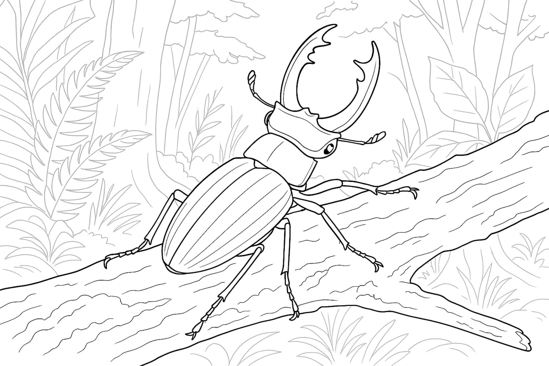 Käfer auf einem Ast im Wald – Ausmalbild ab 8 Jahren