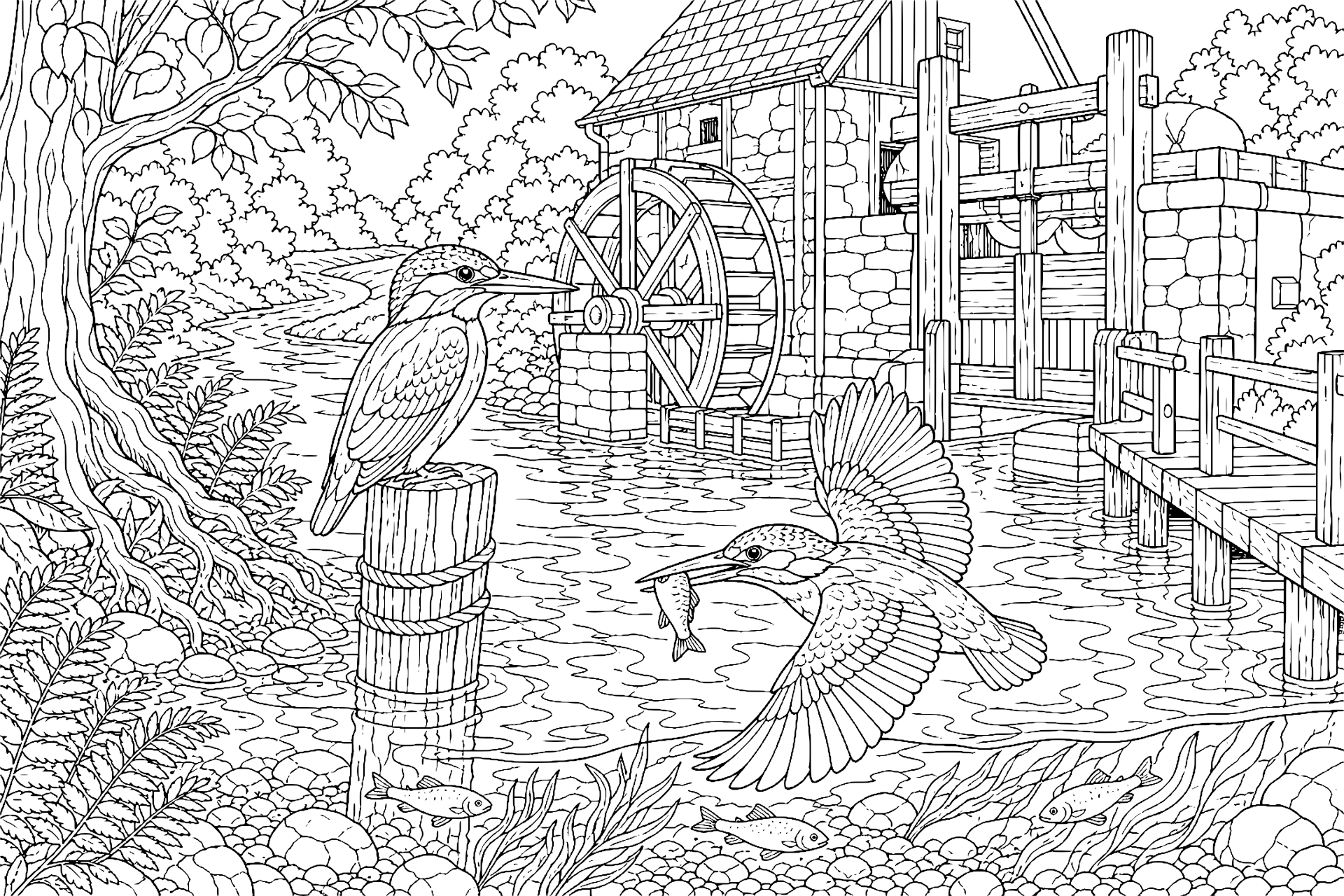 Vögel Ausmalbild ab 11 Jahre – Eisvogel am alten Mühlenwehr - Ausmalbild ab 11 Jahren