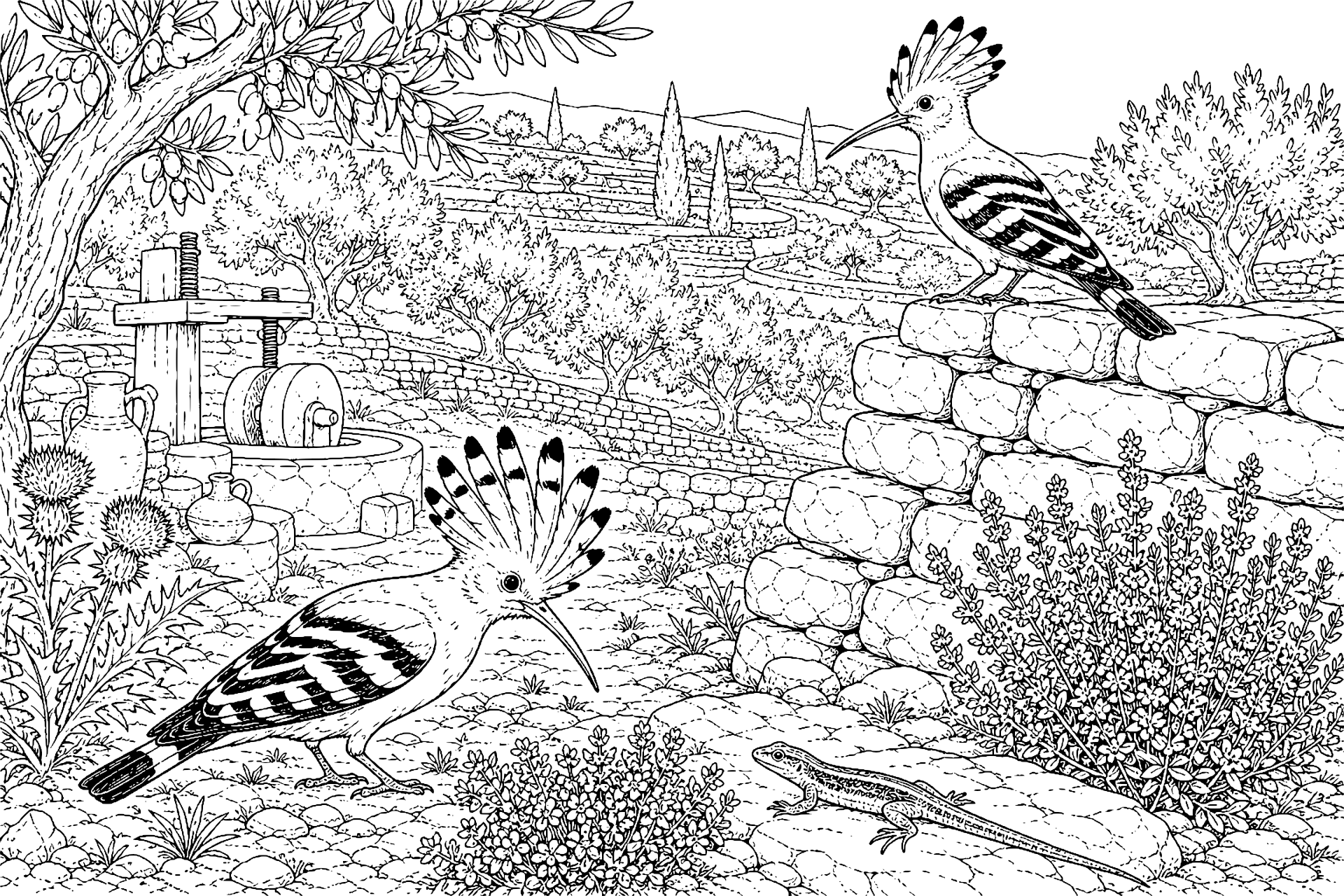 Vögel Ausmalbild ab 11 Jahre – Wiedehopf im mediterranen Olivenhain - Ausmalbild ab 11 Jahren