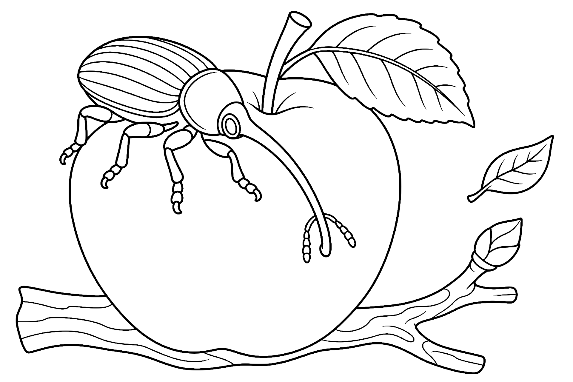 Rüsselkäfer auf dem Apfel – Ausmalbild für Kinder ab 6 Jahren - Ausmalbild ab 6 Jahren
