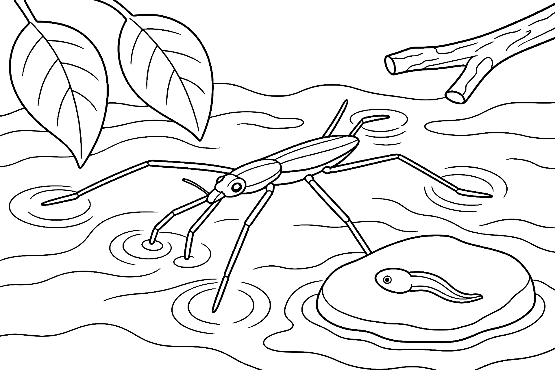 Wasserläufer auf dem Bach – Ausmalbild für Kinder ab 6 Jahren - Ausmalbild ab 6 Jahren