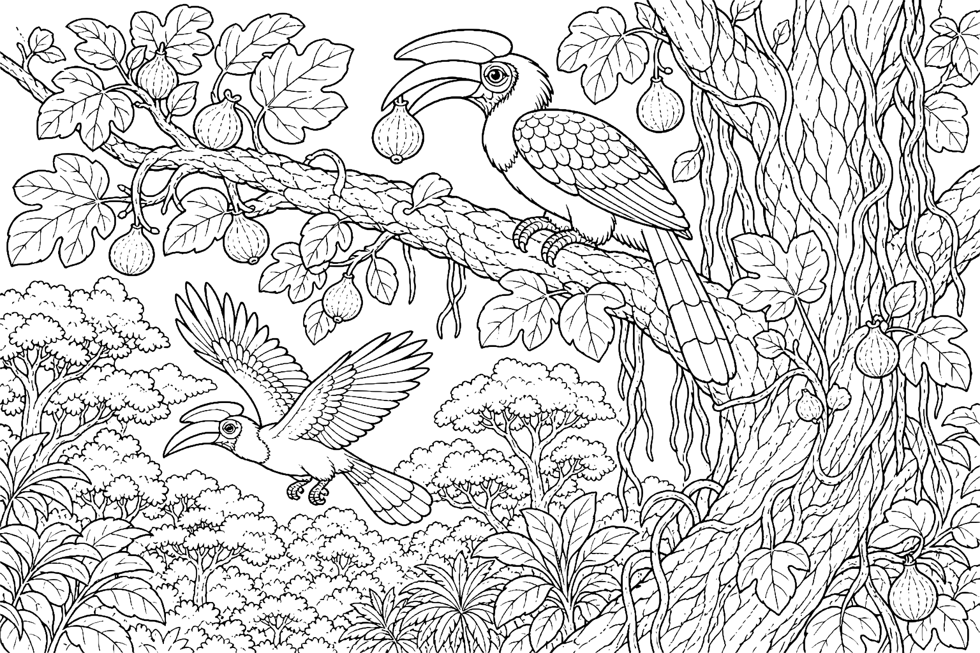 Dschungeltiere Ausmalbild ab 8 Jahre - Nashornvogel am Feigenbaum - Ausmalbild ab 8 Jahren
